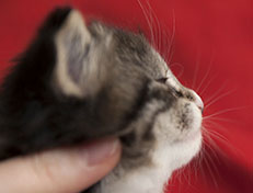 Wildfee's Norwegische Waldkatzen Wildfee's Tinella - 3 Wochen alt