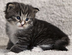 Wildfee's Norwegische Waldkatzen Wildfee's Tinella - 3 Wochen alt