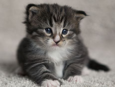 Wildfee's Norwegische Waldkatzen Wildfee's Tinella - 3 Wochen alt