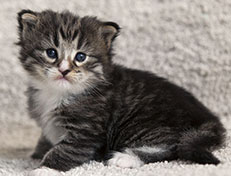 Wildfee's Norwegische Waldkatzen Wildfee's Tinella - 3 Wochen alt