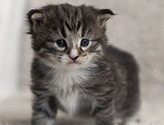 Wildfee's Norwegische Waldkatzen Wildfee's Tinella - 3 Wochen alt