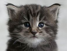 Wildfee's Norwegische Waldkatzen Wildfee's Tia-Dalma - 4 Wochen alt