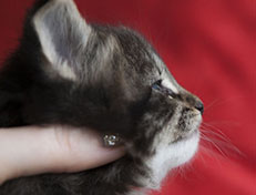 Wildfee's Norwegische Waldkatzen Wildfee's Tia-Dalma - 4 Wochen alt