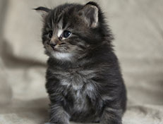 Wildfee's Norwegische Waldkatzen Wildfee's Tia-Dalma - 4 Wochen alt