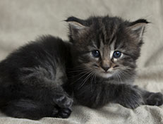Wildfee's Norwegische Waldkatzen Wildfee's Tia-Dalma - 4 Wochen alt