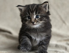 Wildfee's Norwegische Waldkatzen Wildfee's Tia-Dalma - 4 Wochen alt