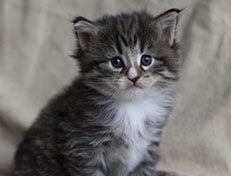 Wildfee's Norwegische Waldkatzen Wildfee's Tinella - 4 Wochen alt