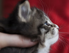 Wildfee's Norwegische Waldkatzen Wildfee's Tinella - 4 Wochen alt