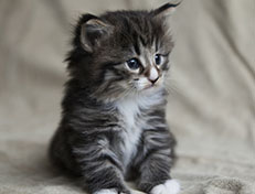 Wildfee's Norwegische Waldkatzen Wildfee's Tinella - 4 Wochen alt