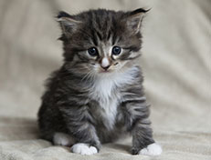 Wildfee's Norwegische Waldkatzen Wildfee's Tinella - 4 Wochen alt