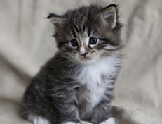 Wildfee's Norwegische Waldkatzen Wildfee's Tinella - 4 Wochen alt