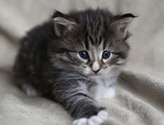 Wildfee's Norwegische Waldkatzen Wildfee's Tinella - 4 Wochen alt