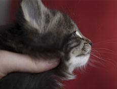 Wildfee's Norwegische Waldkatzen Wildfee's Tia-Dalma - 5 Wochen alt