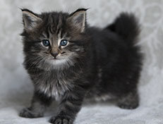 Wildfee's Norwegische Waldkatzen Wildfee's Tia-Dalma - 5 Wochen alt