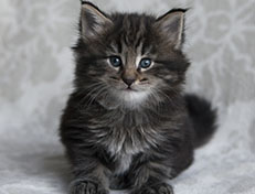 Wildfee's Norwegische Waldkatzen Wildfee's Tia-Dalma - 5 Wochen alt