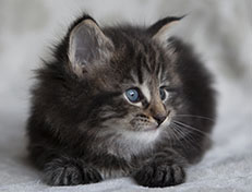 Wildfee's Norwegische Waldkatzen Wildfee's Tia-Dalma - 5 Wochen alt