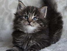 Wildfee's Norwegische Waldkatzen Wildfee's Tia-Dalma - 5 Wochen alt