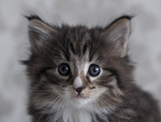 Wildfee's Norwegische Waldkatzen Wildfee's Tinella - 5 Wochen alt