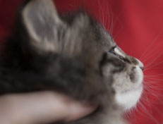 Wildfee's Norwegische Waldkatzen Wildfee's Tinella - 5 Wochen alt