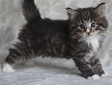 Wildfee's Norwegische Waldkatzen Wildfee's Tinella - 5 Wochen alt