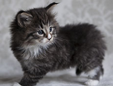 Wildfee's Norwegische Waldkatzen Wildfee's Tinella - 5 Wochen alt