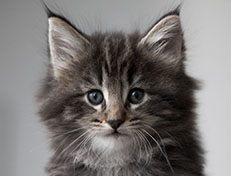 Wildfee's Norwegische Waldkatzen Wildfee's Tia-Dalma - 6 Wochen alt