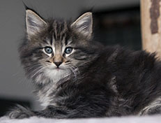 Wildfee's Norwegische Waldkatzen Wildfee's Tia-Dalma - 6 Wochen alt