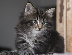 Wildfee's Norwegische Waldkatzen Wildfee's Tia-Dalma - 6 Wochen alt