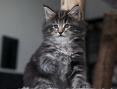 Wildfee's Norwegische Waldkatzen Wildfee's Tia-Dalma - 6 Wochen alt