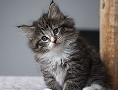 Wildfee's Norwegische Waldkatzen Wildfee's Tinella - 6 Wochen alt