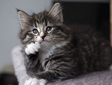 Wildfee's Norwegische Waldkatzen Wildfee's Tinella - 6 Wochen alt