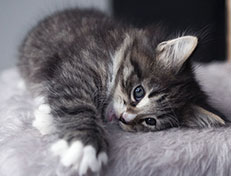 Wildfee's Norwegische Waldkatzen Wildfee's Tinella - 6 Wochen alt