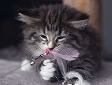 Wildfee's Norwegische Waldkatzen Wildfee's Tinella - 6 Wochen alt