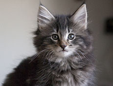 Wildfee's Norwegische Waldkatzen Wildfee's Tia-Dalma - 9 Wochen alt