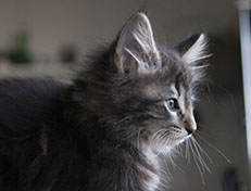 Wildfee's Norwegische Waldkatzen Wildfee's Tia-Dalma - 9 Wochen alt