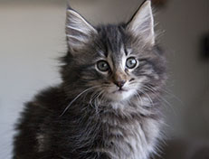 Wildfee's Norwegische Waldkatzen Wildfee's Tia-Dalma - 9 Wochen alt