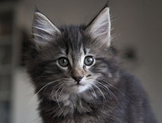 Wildfee's Norwegische Waldkatzen Wildfee's Tia-Dalma - 9 Wochen alt