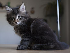 Wildfee's Norwegische Waldkatzen Wildfee's Tia-Dalma - 9 Wochen alt