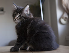 Wildfee's Norwegische Waldkatzen Wildfee's Tia-Dalma - 9 Wochen alt