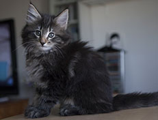 Wildfee's Norwegische Waldkatzen Wildfee's Tia-Dalma - 9 Wochen alt