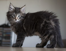 Wildfee's Norwegische Waldkatzen Wildfee's Tia-Dalma - 9 Wochen alt