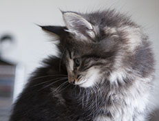 Wildfee's Norwegische Waldkatzen Wildfee's Tia-Dalma - 9 Wochen alt