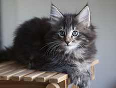 Wildfee's Norwegische Waldkatzen Wildfee's Tia-Dalma - 9 Wochen alt