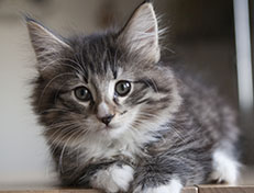 Wildfee's Norwegische Waldkatzen Wildfee's Tinella - 9 Wochen alt