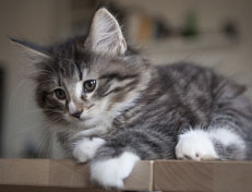 Wildfee's Norwegische Waldkatzen Wildfee's Tinella - 9 Wochen alt