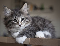 Wildfee's Norwegische Waldkatzen Wildfee's Tinella - 9 Wochen alt