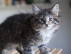 Wildfee's Norwegische Waldkatzen Wildfee's Tinella - 9 Wochen alt