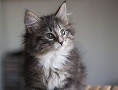 Wildfee's Norwegische Waldkatzen Wildfee's Tinella - 9 Wochen alt