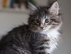 Wildfee's Norwegische Waldkatzen Wildfee's Tinella - 9 Wochen alt