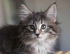 Wildfee's Norwegische Waldkatzen Wildfee's Tinella - 9 Wochen alt